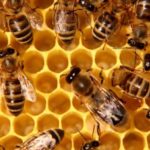 Dieu, des abeilles et des hommes… Laudato Si