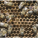 Se former auprès de nos sœurs les abeilles