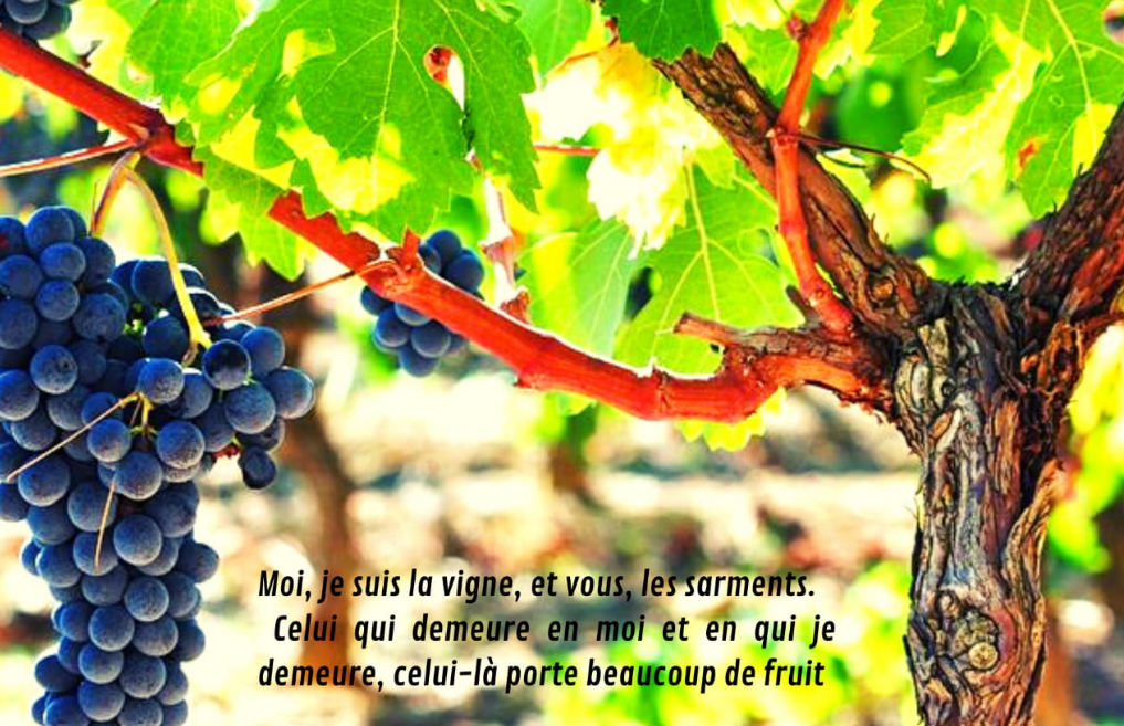 Je suis la vrai vigne